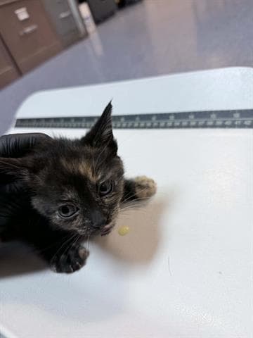 Turtle - Domestic Short Hair