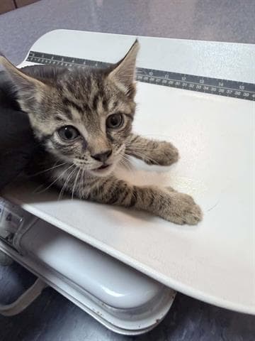Toby - Domestic Short Hair