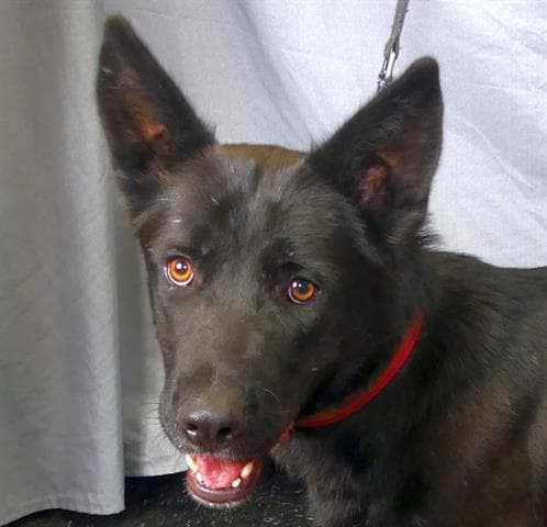 Sasha - German Shepherd Dog