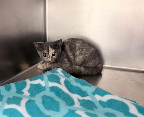 Blueberry - Domestic Short Hair