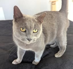 Nala image 1