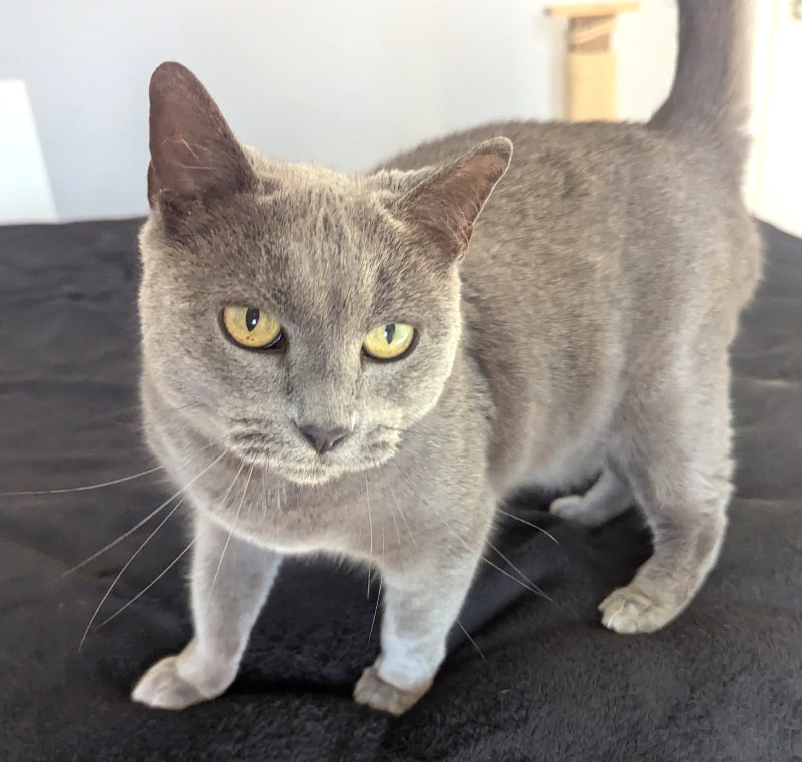 Nala - Domestic Short Hair