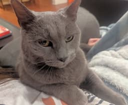 Nala image 2