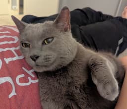 Nala image 3