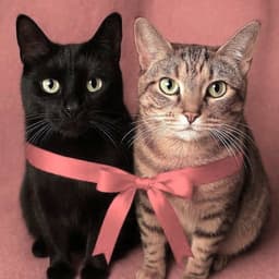 Onyx And Mickey image 3