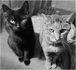 Onyx And Mickey image 1