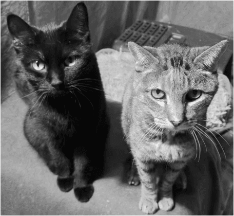 Onyx And Mickey - Domestic Short Hair