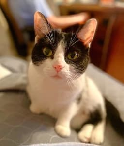 Kitty image 2