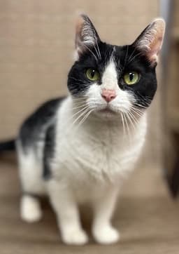 Kitty image 1