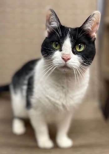 Kitty - Domestic Short Hair