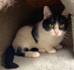 Kitty image 4