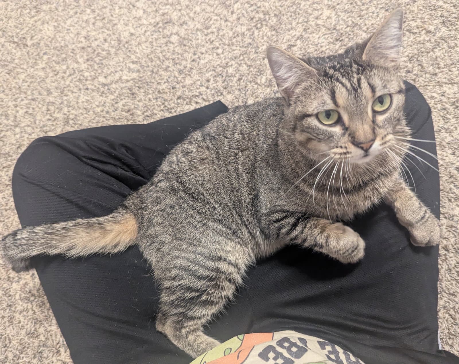 Charlene - Domestic Short Hair