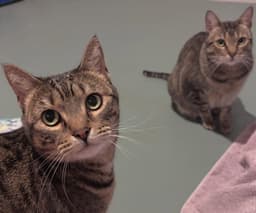 Holly And Little Fluffy image 2