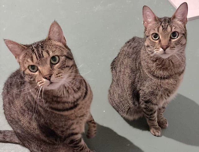 Holly And Little Fluffy - Domestic Short Hair