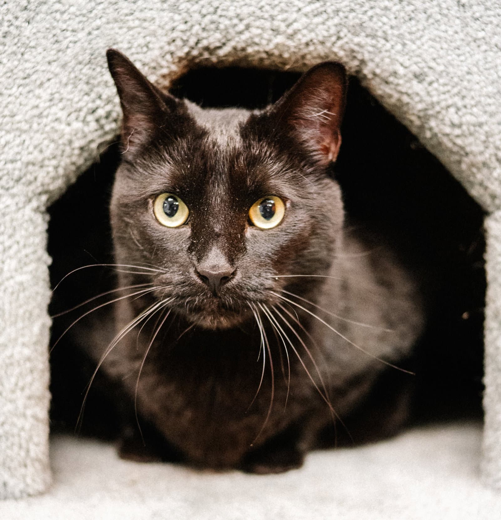 Kormi - Domestic Short Hair
