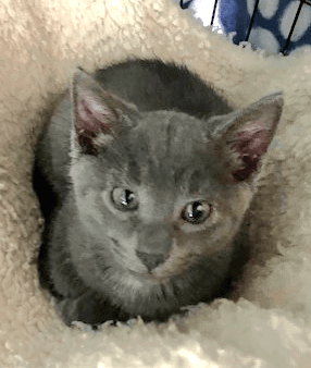 Aston - Domestic Short Hair