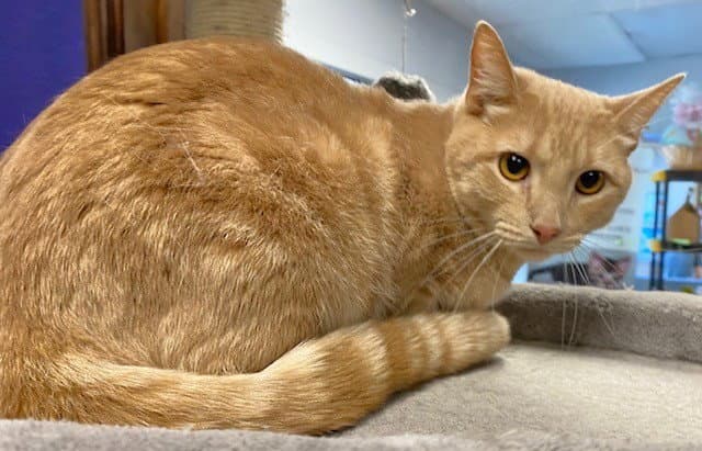 Alejandro - Domestic Short Hair