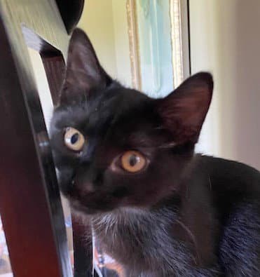 Betty Boop - Domestic Short Hair