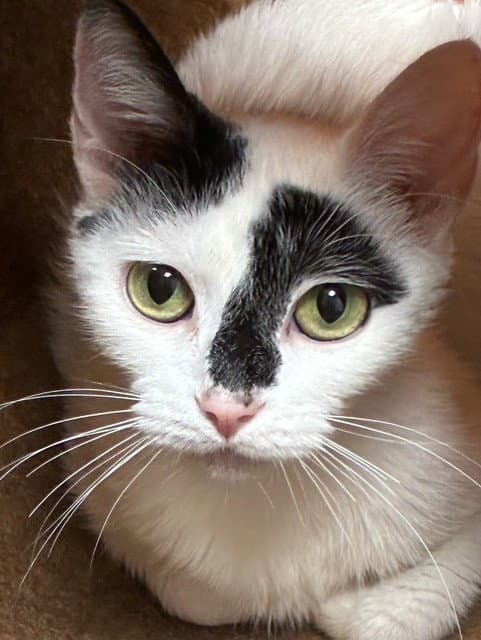 Monique - Domestic Short Hair