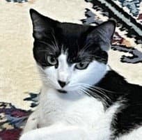 Bella - Domestic Short Hair