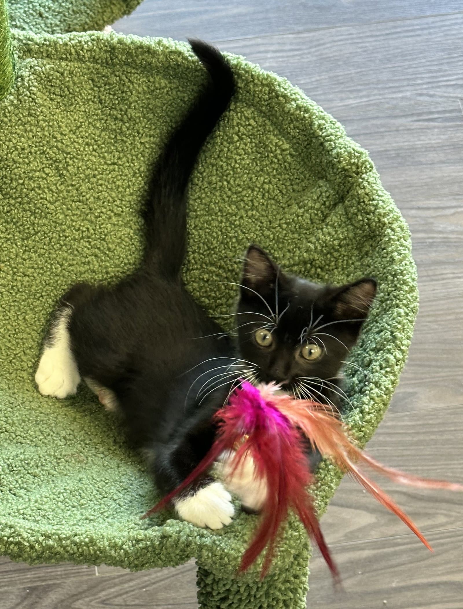 Pepper - Domestic Short Hair