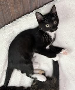 Pepper image 2