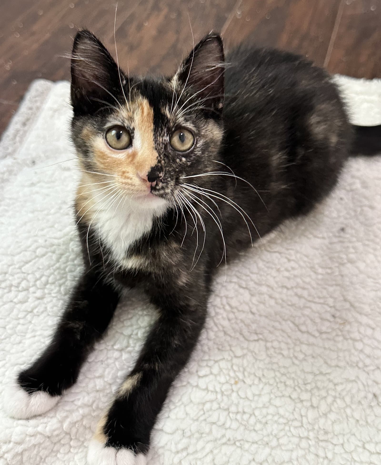 Pumpkin - Domestic Short Hair