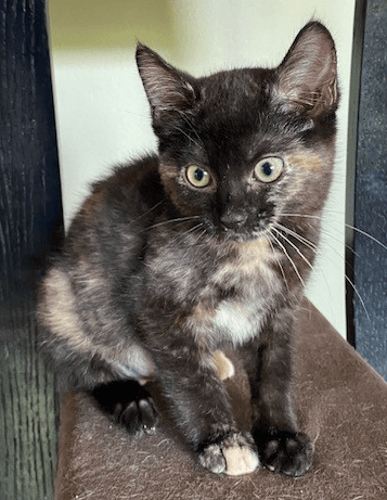 Peach - Domestic Short Hair