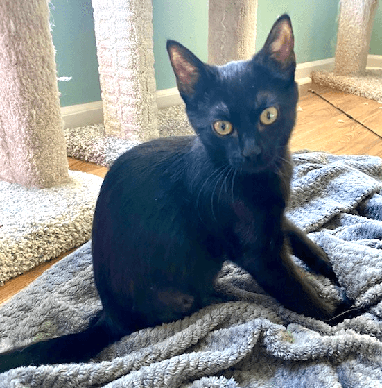Charlie - Domestic Short Hair