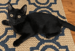 Charlie image 2