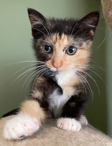 Pippi - Domestic Short Hair