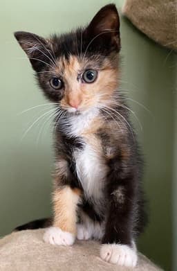 Pippi image 2