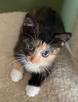 Pippi image 3