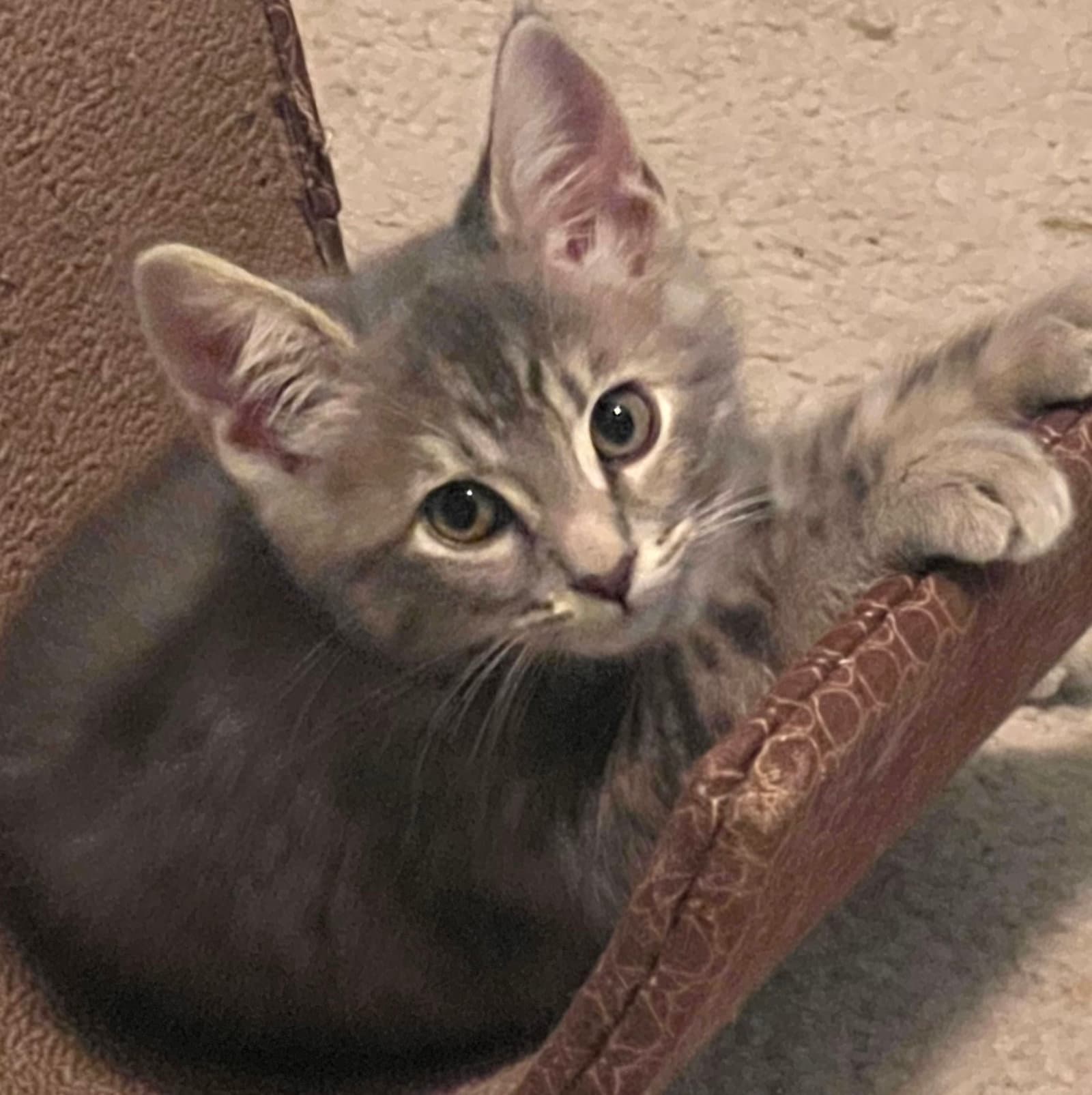 Barbie - Domestic Short Hair