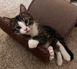 Casey image 2