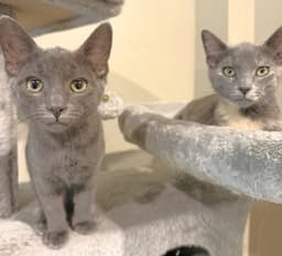 Lemi And Lumi image 1