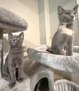 Lemi And Lumi image 2