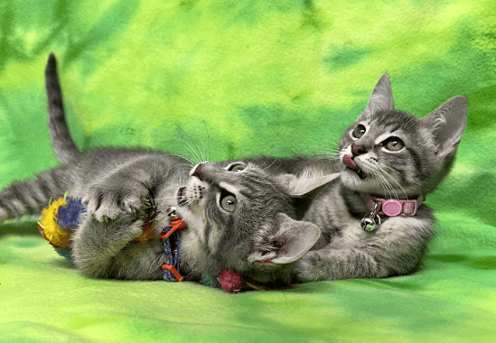 Dj - Domestic Short Hair