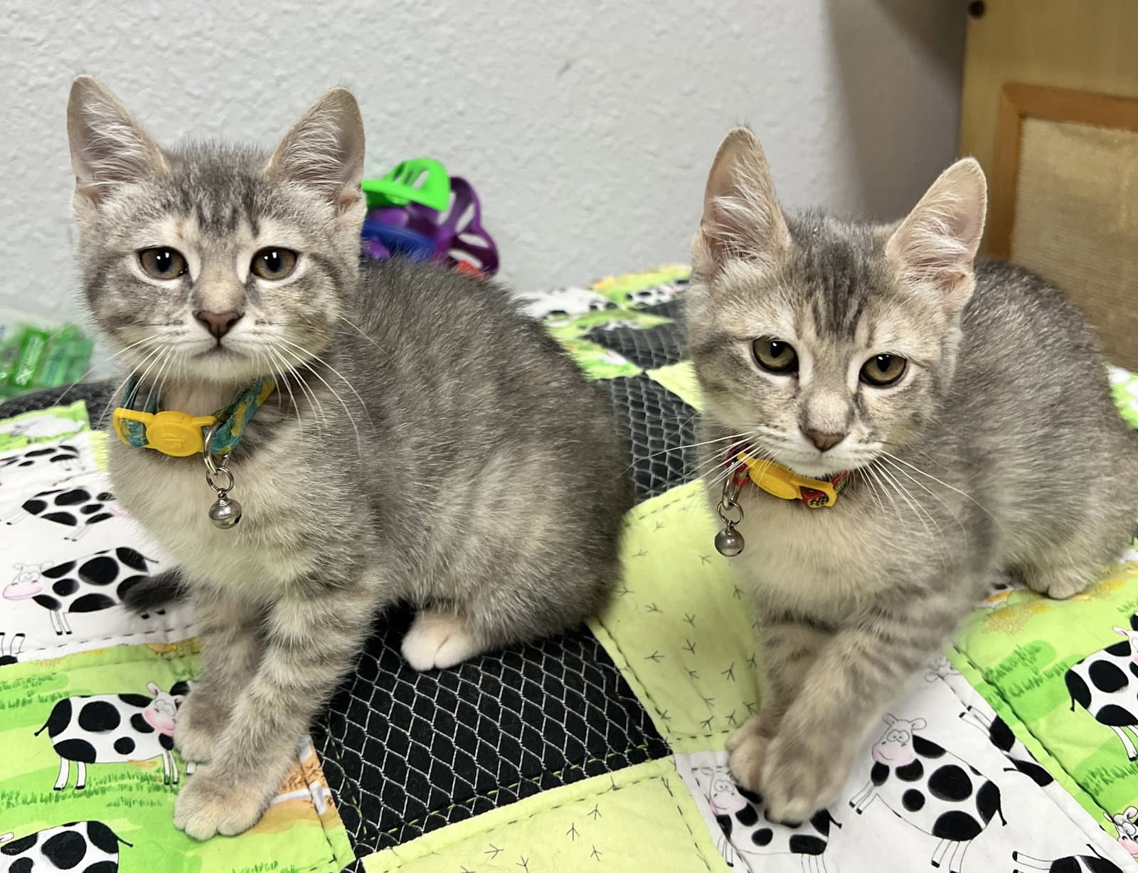 Stephanie - Domestic Short Hair