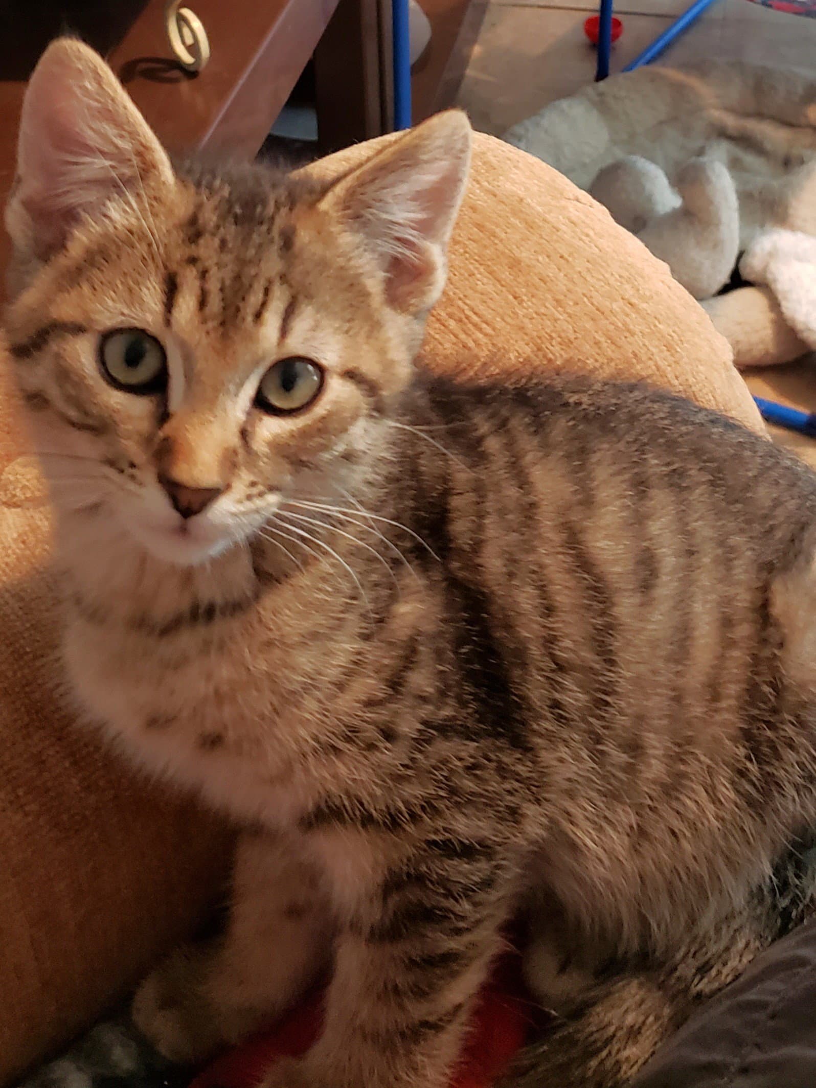 Johnnie - Domestic Short Hair