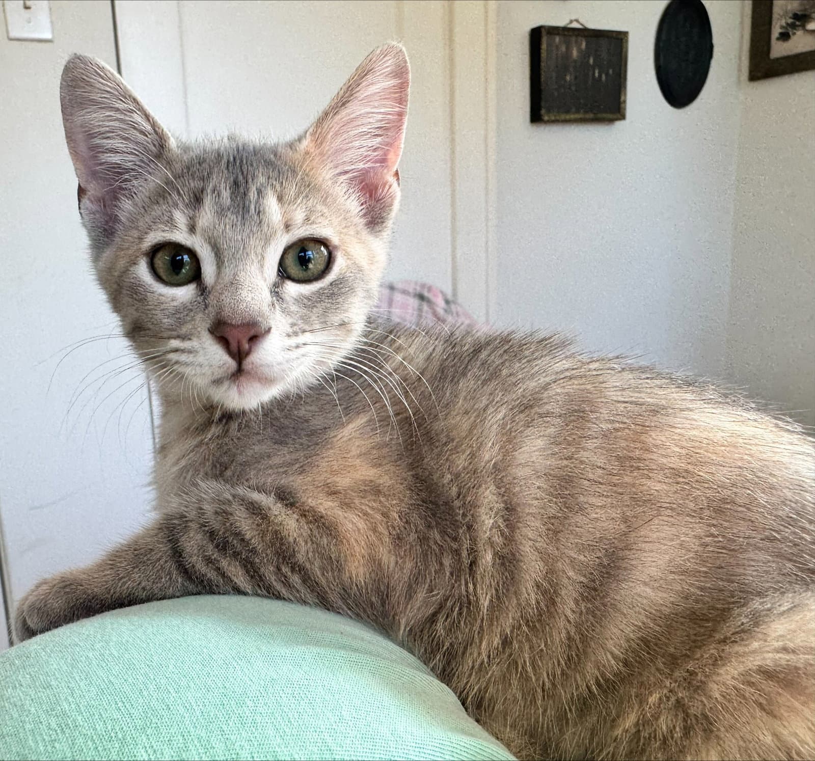Frida - Domestic Short Hair
