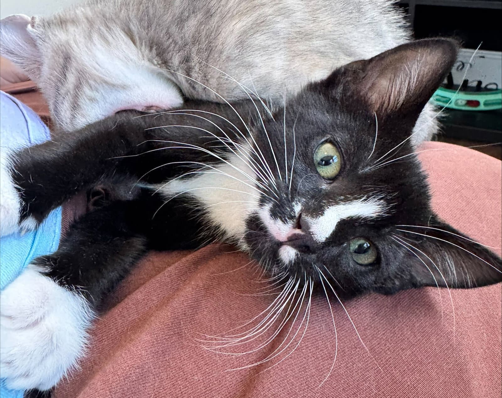 Pablo - Domestic Short Hair
