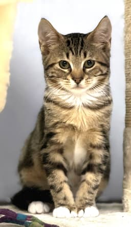 Melvin image 1