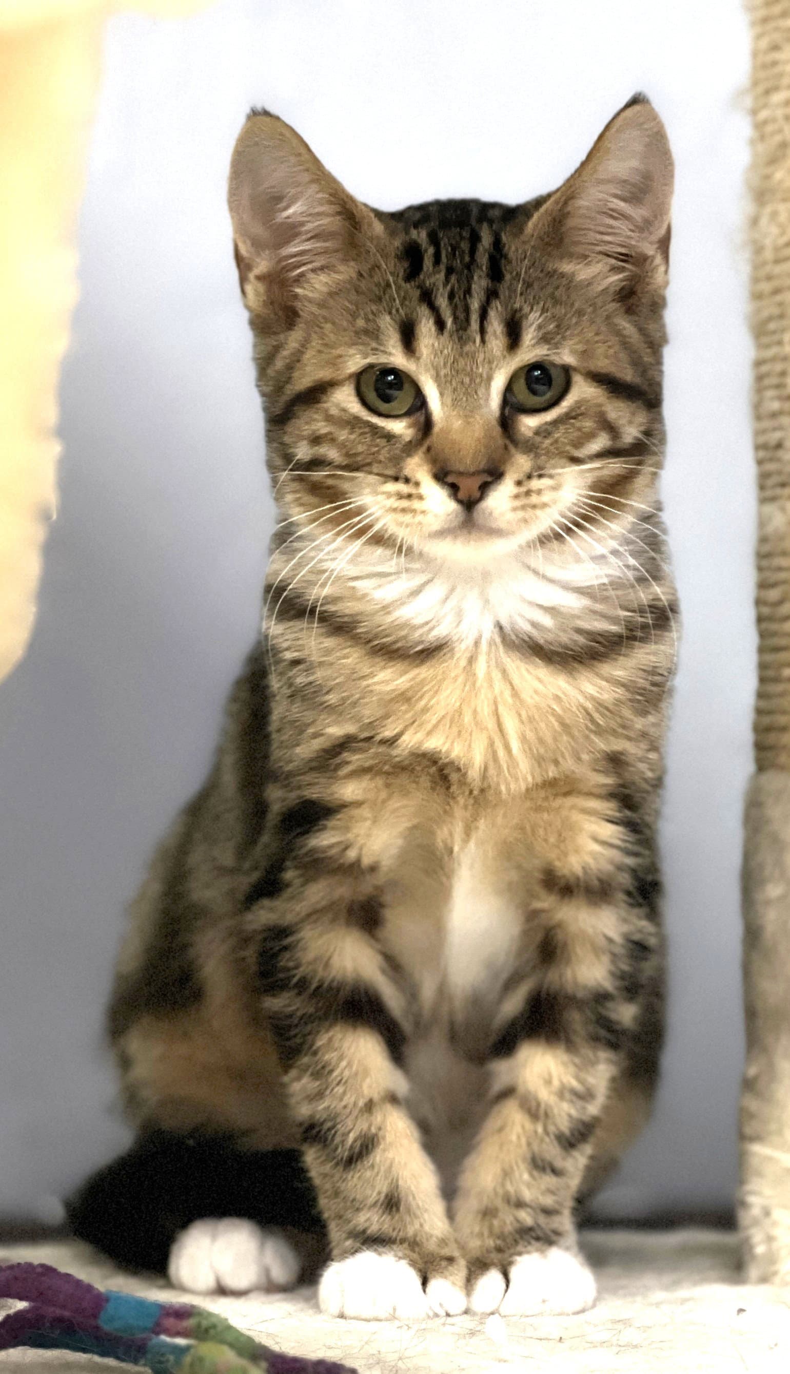Melvin - Domestic Short Hair