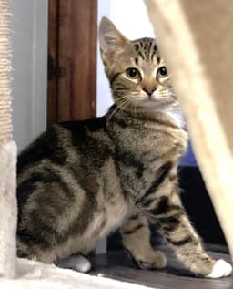 Melvin image 4