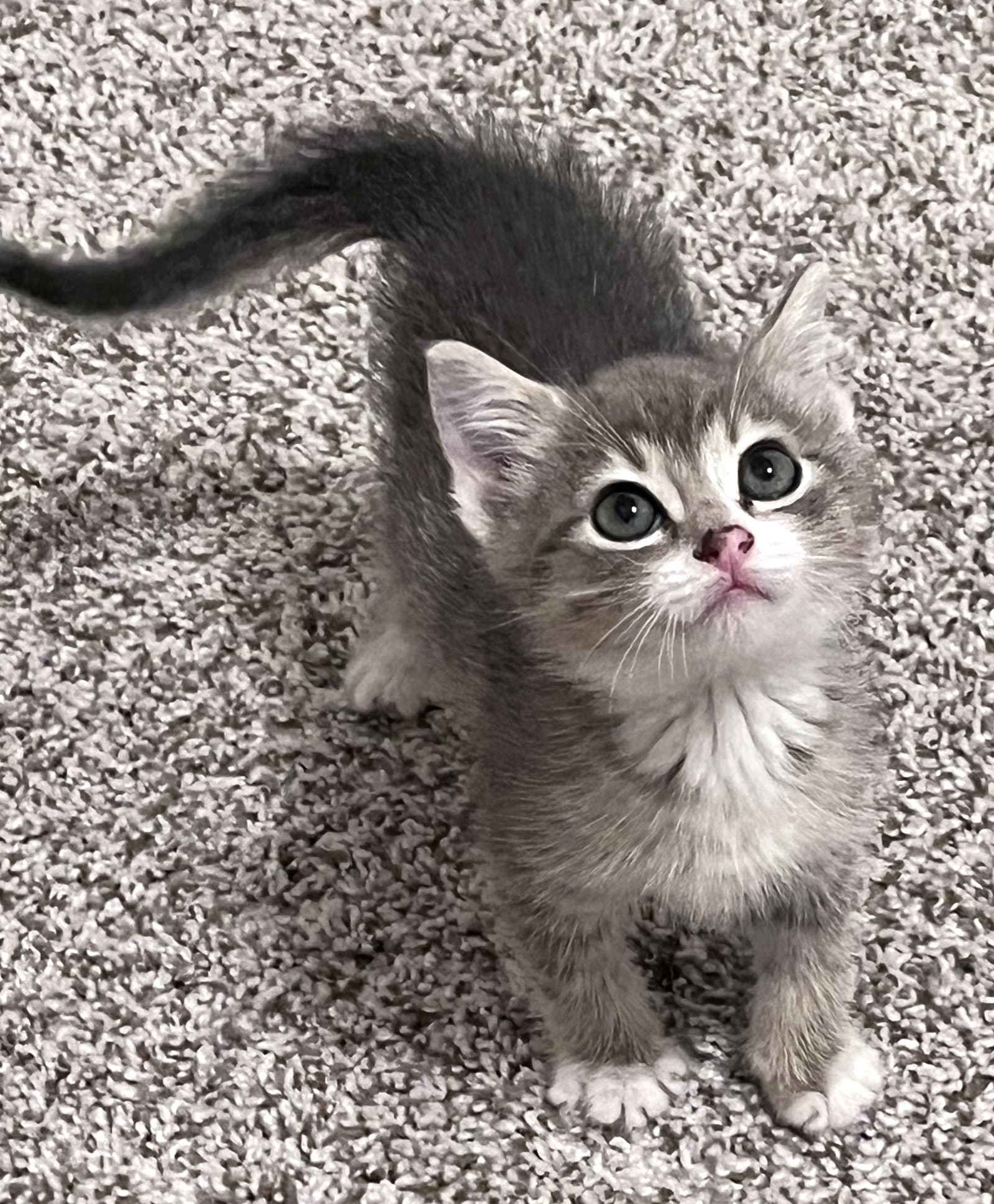 Mason - Domestic Short Hair