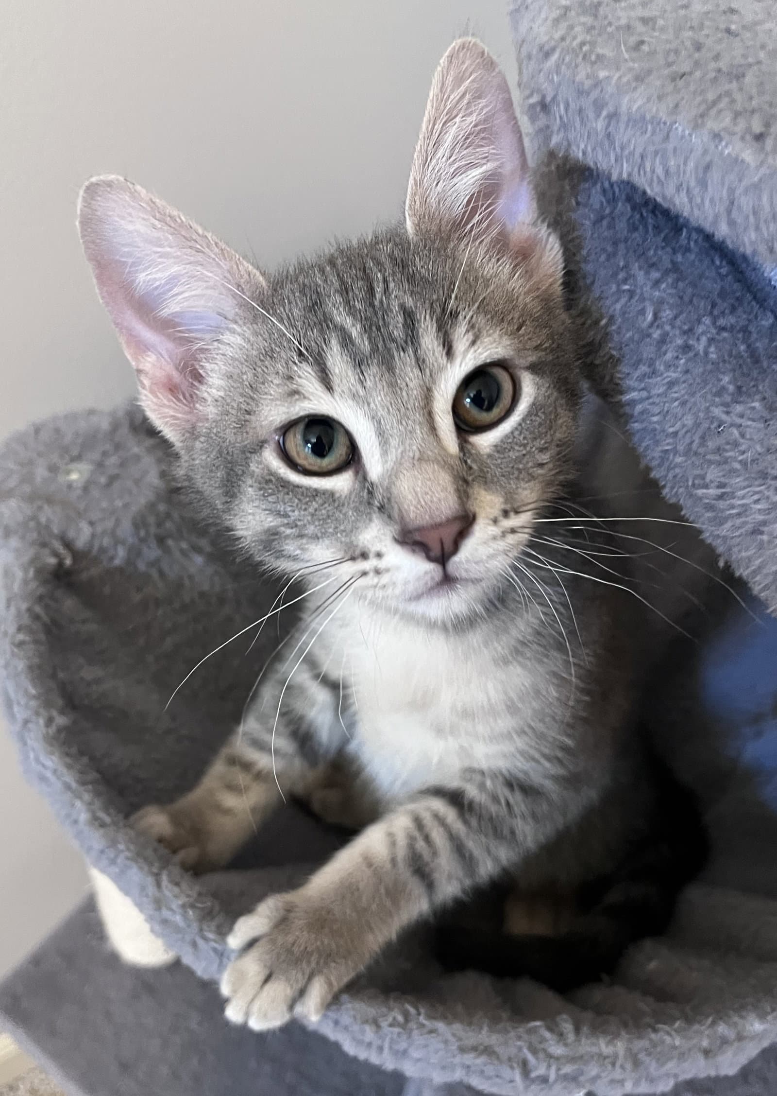 Tucker - Domestic Short Hair