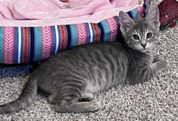 Tucker image 2