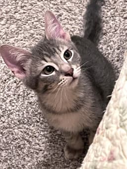 Tucker image 4
