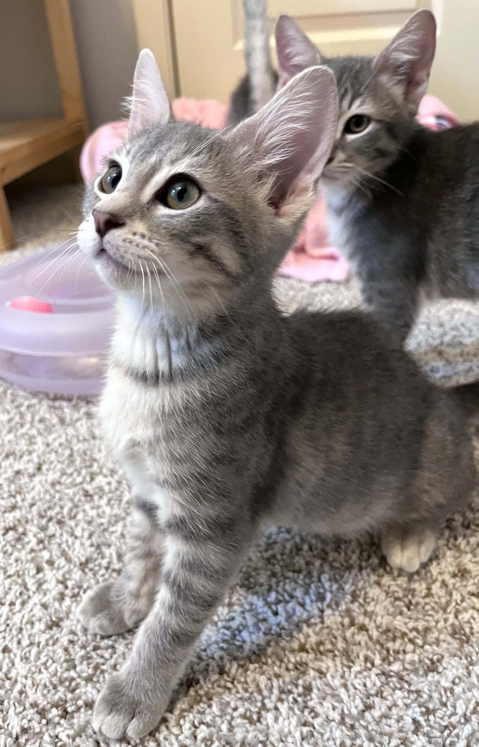 Carly - Domestic Short Hair